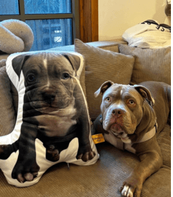 Custom Pet Pillow